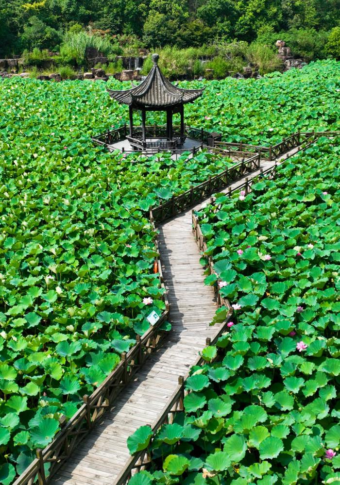 刷屏！合肥近期“顶流”已就位