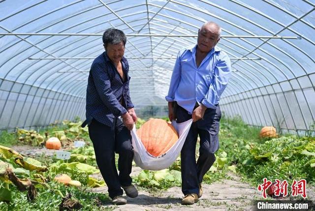 去太空“进修”的种子 在杭州长出百斤重南瓜“后代”