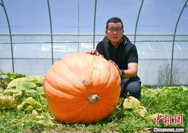 去太空“进修”的种子 在杭州长出百斤重南瓜“后代”