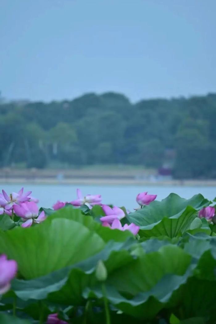 刷屏！合肥近期“顶流”已就位