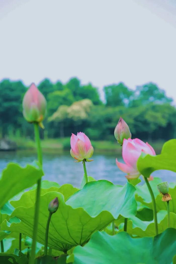 刷屏！合肥近期“顶流”已就位