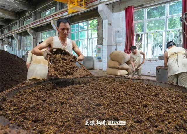 茅台酒生产五轮次进行中，最热时车间温度超40度