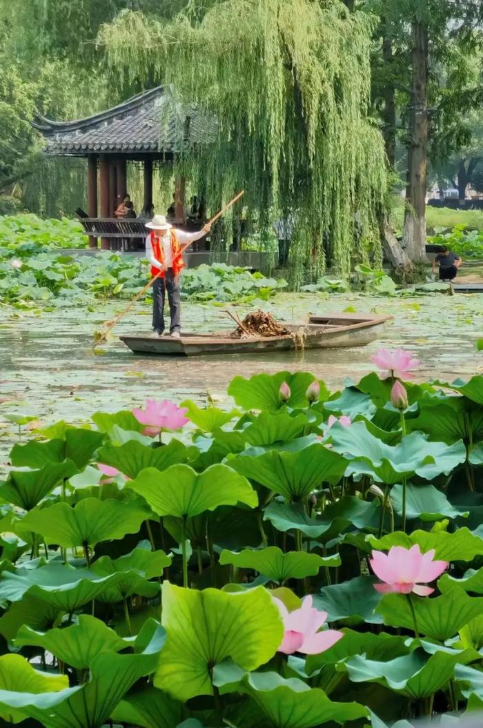 刷屏！合肥近期“顶流”已就位