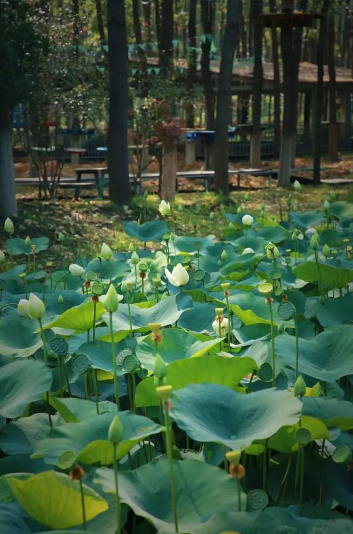 刷屏！合肥近期“顶流”已就位