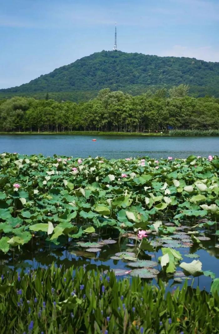 刷屏！合肥近期“顶流”已就位