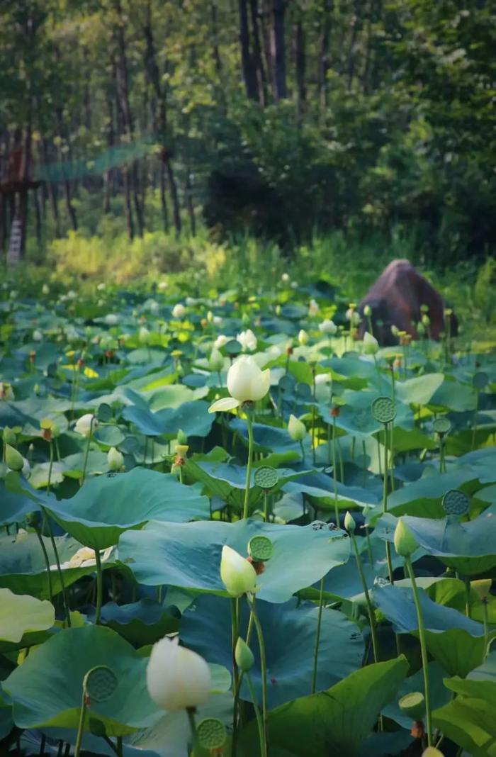 刷屏！合肥近期“顶流”已就位