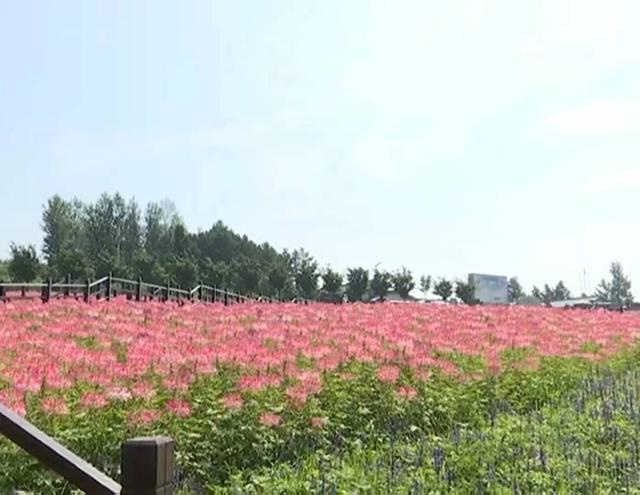 翠花走千村 | 花海绽放 绘就乡村振兴新图景