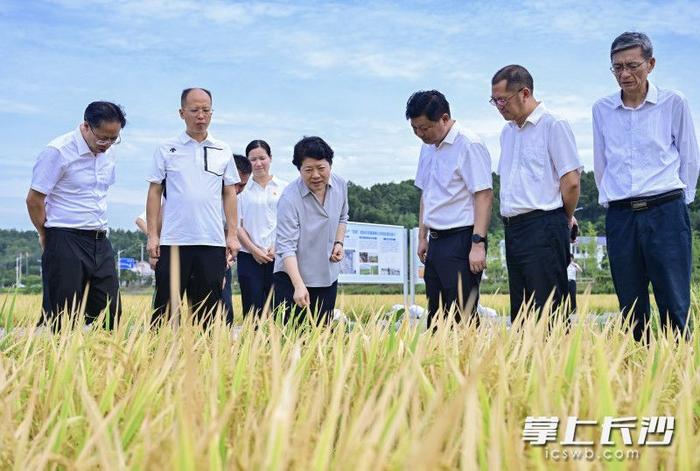 吴桂英在长沙县调研粮食生产、耕地保护及乡村振兴：学习“千万工程”经验 推进乡村全面振兴