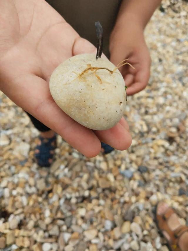 星海公园海滩出现奇特生物！密密麻麻……