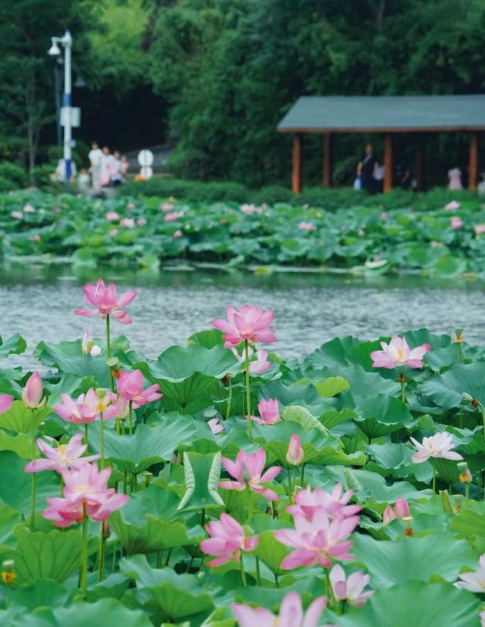 刷屏！合肥近期“顶流”已就位