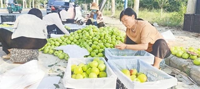 中牟早熟苹果抢“鲜”上市