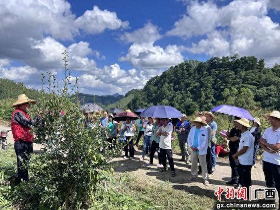 柳州柳江区土博镇开“山头油茶经”课堂