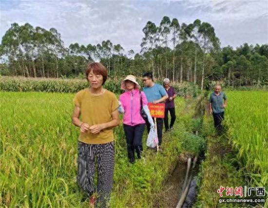 侨心播种希望田 金色丰收映侨情——广西侨联助力乡村振兴纪实