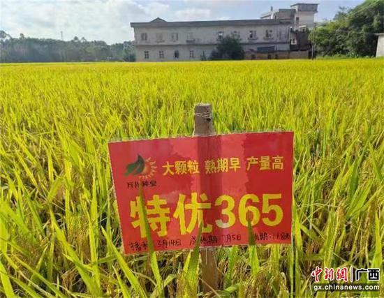 侨心播种希望田 金色丰收映侨情——广西侨联助力乡村振兴纪实