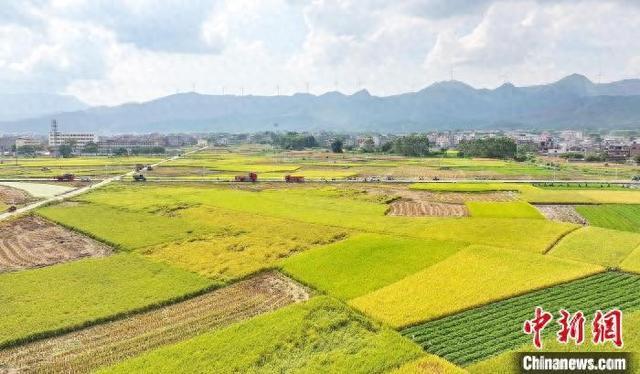 广西贵港：夏日稻田“丰”景美