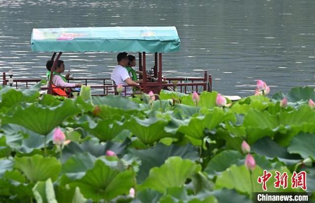 杭州西湖荷花开放吸引游人