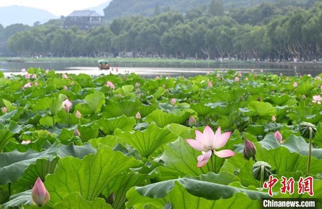 杭州西湖荷花开放吸引游人