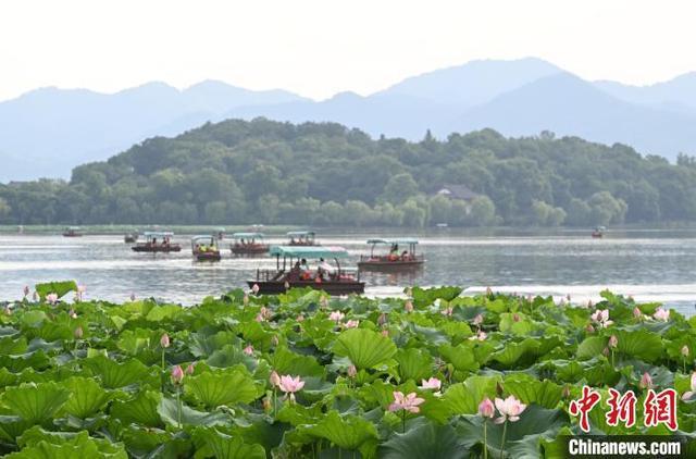 杭州西湖荷花开放吸引游人