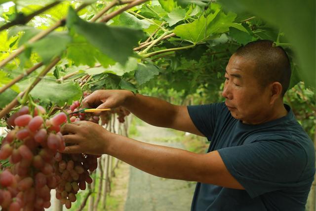 河北高碑店：葡萄丰收正当时 果农增收笑开颜