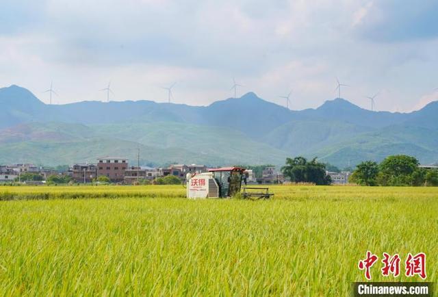 广西贵港：夏日稻田“丰”景美