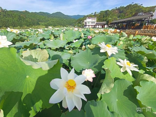 盛夏美景！江西广昌万亩荷花竞相绽放