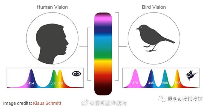 邀您探索！“鸟类羽毛色彩之谜”色彩结构探索科学课正在报名