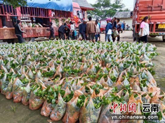 普洱澜沧富东：引种咖啡助农增收