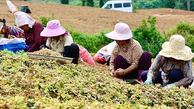 贵州麻江：“参”财有道 万亩太子参迎丰收