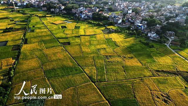 广西贺州：早稻“丰”景美