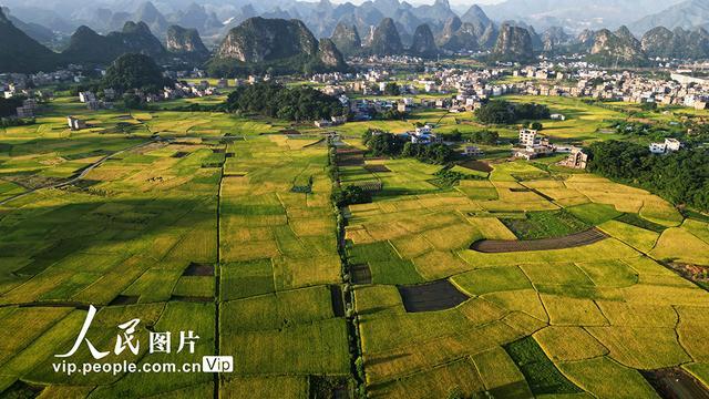 广西贺州：早稻“丰”景美