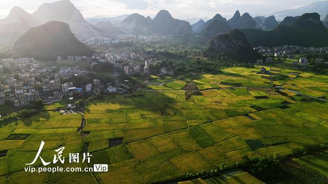 广西贺州：早稻“丰”景美