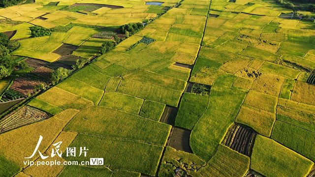 广西贺州：早稻“丰”景美