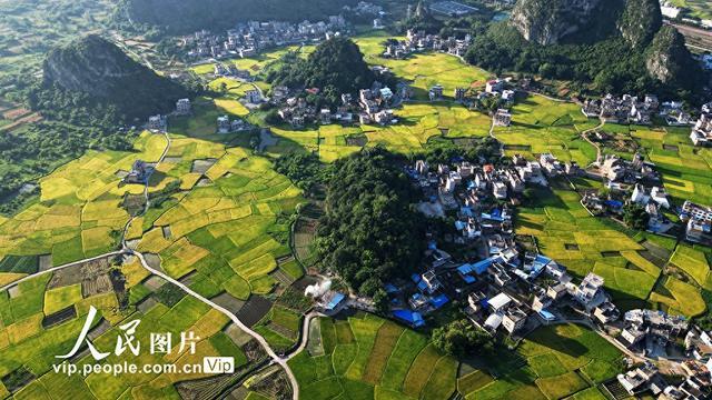 广西贺州：早稻“丰”景美