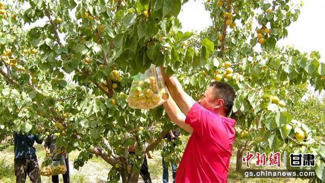 肃北：红杏俏枝头 采摘正当时