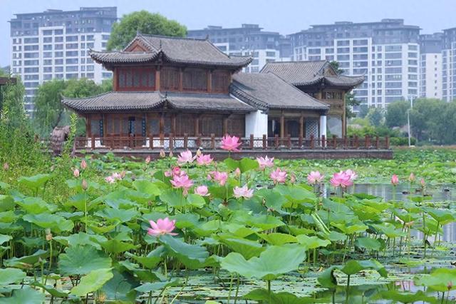 梅河口市梅溪湿地：映日荷花别样红