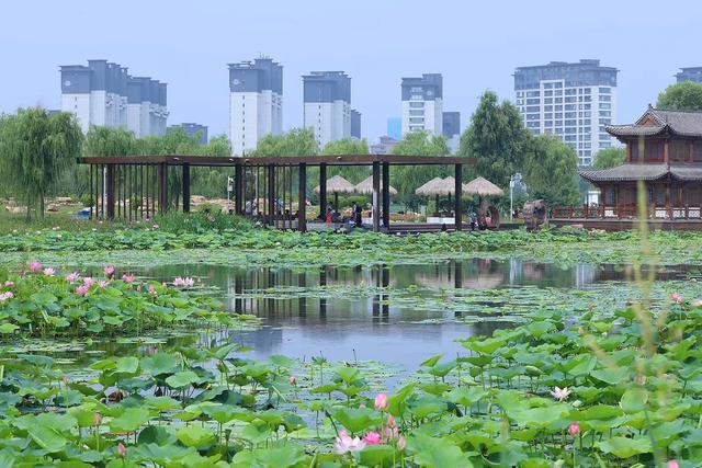 梅河口市梅溪湿地：映日荷花别样红