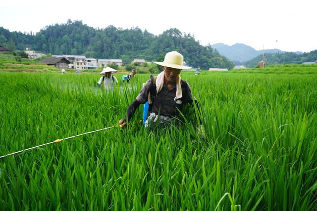 贵州岑巩：风吹稻花田畴香 “赶花”授粉保丰收