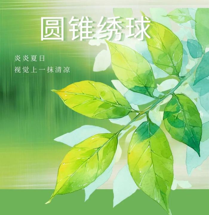 【探索】邂逅“漫画”中的奶油冰淇淋，一起去品味圆锥绣球的夏日清甜吧→