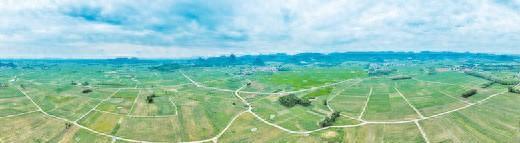 兴宾区桥巩镇岜山村糖料蔗种植基地。盘摄波/摄