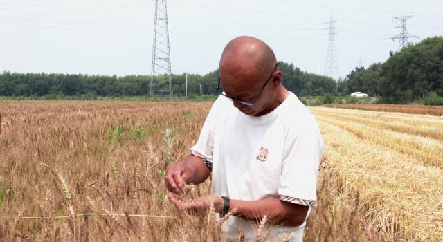 春种小冰麦夏种大白菜 科技赋能镇赉一地双收