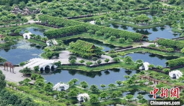 长江下游开沙岛夏日生态美