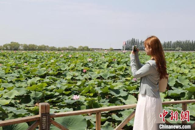 宁夏银川：夏日荷花别样美