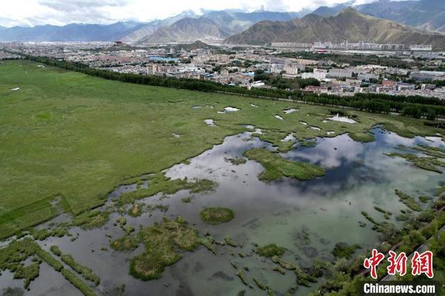 西藏拉萨：盛夏时节的拉鲁湿地