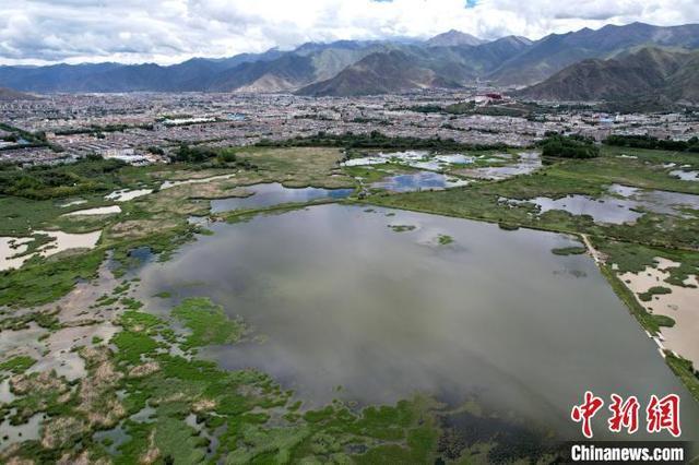 西藏拉萨：盛夏时节的拉鲁湿地