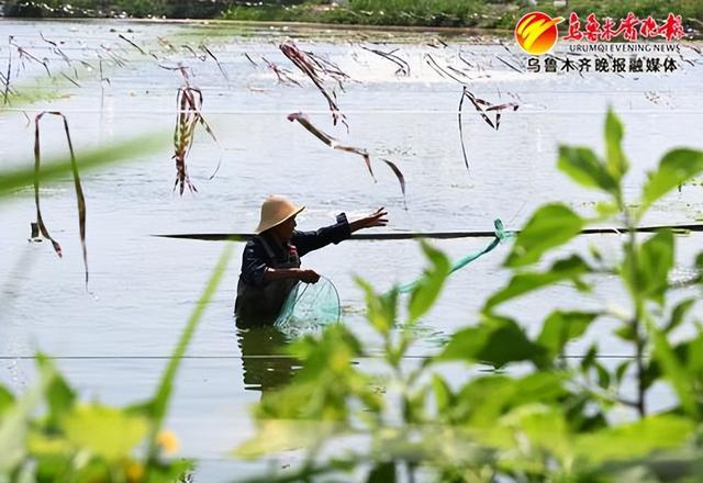 一池活水虾儿肥 乌鲁木齐地产南美白对虾抢“鲜”上市