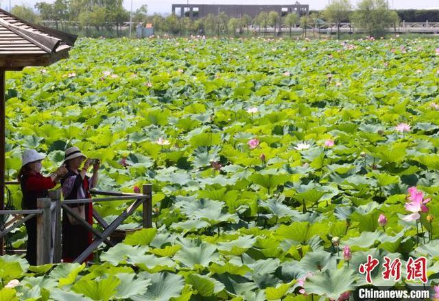 宁夏银川：夏日荷花别样美