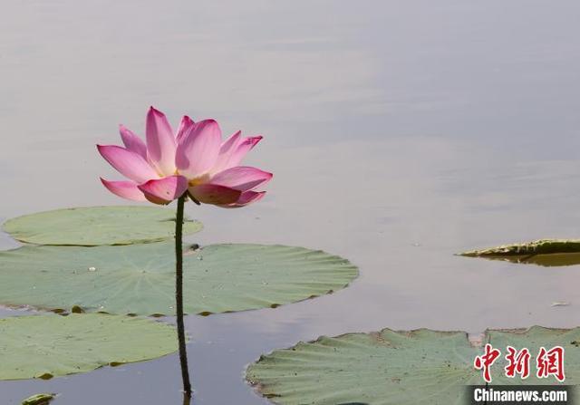 宁夏银川：夏日荷花别样美