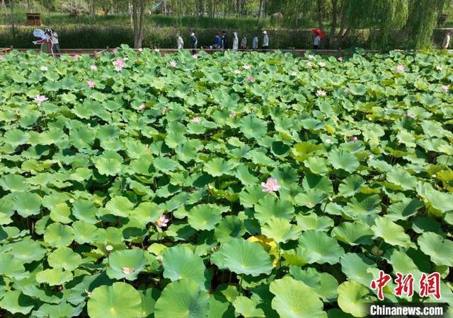 宁夏银川：夏日荷花别样美