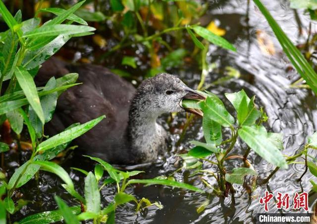 西藏拉萨：盛夏时节的拉鲁湿地