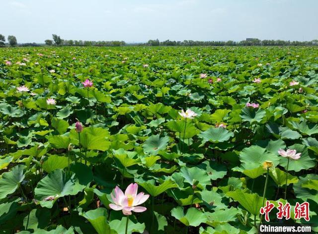 宁夏银川：夏日荷花别样美